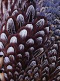 Buy The Feathers of a Pheasant at AllPosters.com