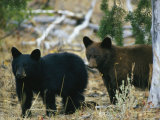 Juvenile American Black Bears