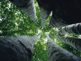 View Looking up the Trunk of a Sycamore Tree