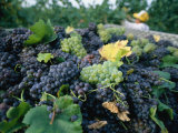 Buy Grapes on a Vine in an Orchard in Umbria at AllPosters.com