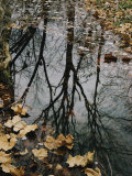 Buy Autumn Leaves Floating in Israel Creek at AllPosters.com