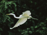A Great Egret, Casmerodius Albus, Flies Gracefully