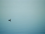 Buy A Lone Cormorant Drifts on a Fog-Shrouded Lake at AllPosters.com