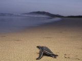 Buy A Leatherback Turtle Heads Out to Sea at AllPosters.com