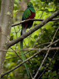 Buy Male Resplendent Quetzal (Pharomachrus Mocinno) on a Tree Branch at AllPosters.com