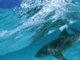Buy A Tiger Shark Cruising Blue Waters Just Under a Wave at AllPosters.com
