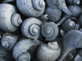 Buy A Discarded Pile of Channeled Whelk Shells at AllPosters.com
