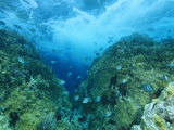 Sergeant Major Damselfish Near an Underwater Pinnacle with Waves Above