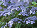 Buy Lace Cap Hydrangeas in Bloom at AllPosters.com