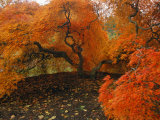 Buy A Japanese Maple in Fall Foliage on the Grounds of the Biltmore at AllPosters.com