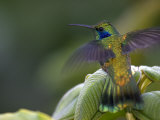 Green Violet-Ear Hummingbird (Colibri Thalassinus), Wings Extended