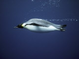 An Emperor Penguin Swims Underwater