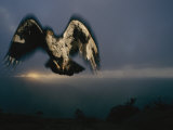 African Hawk-Eagle Searches for Small Game, Itala Game Reserve, South Africa