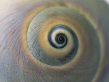 A Close View of a Moon Snail Shell, Lunatia Heros