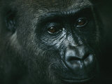 Buy Portrait of a Gorilla at AllPosters.com