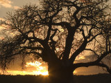 Silhouetted African Baobab Tree at Sunset