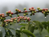 Close View of Coffee Beans with Dew Drops