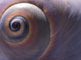 A Close View of the Spirals of a Moon Snail Shell