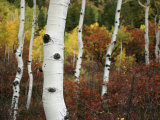 The White Bark of Autumn Colored Aspen Trees