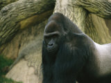 Buy A Captive Mountain Gorilla at AllPosters.com