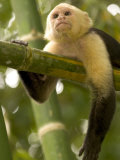 A White-Throated Capuchin Monkey on a Bamboo Stalk (Cebus Capucinus)