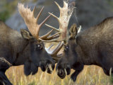 Close-up of Two Moose Locking Horns and Fighting (Alces Alces)