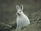 Buy A Yawning Arctic Hare at AllPosters.com