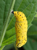 The Unidentified Chrysalis of a Butterfly
