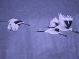 Three Japanese Red-Crowned Cranes (Grus Japonensis) in Snowy Flight