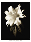 Portrait in White I