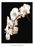 Orchid Dance II