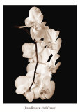 Orchid Dance I