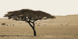 Buy Serengeti Horizons I at AllPosters.com
