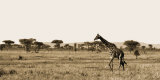 Buy Serengeti Horizons II at AllPosters.com