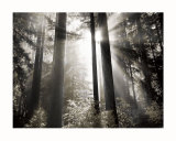 Buy Morning Light at AllPosters.com