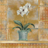 Buy Orchid II at AllPosters.com
