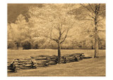 Buy Smokies Fence at AllPosters.com