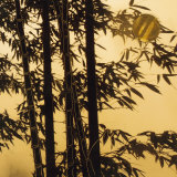 Buy Shadow Play II at AllPosters.com