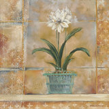 Amaryllis I