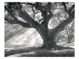 Buy Andrew Oak, Afternoon Light at AllPosters.com