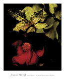 Night Bloom I