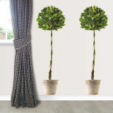Bay Tree Wall Decal
