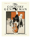 Buy Kittens with Mother, c.1916 at AllPosters.com