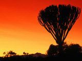 Buy Giant Cactus Tree at Sunset, Lake Naivasha, Kenya at AllPosters.com