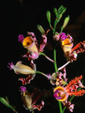 Buy Detail of Orchid, Flowers Bay, Honduras at AllPosters.com