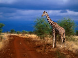 Reticulated Giraffe (Giraffa Camelopardalis Reiiculata), Meru National Park, Kenya