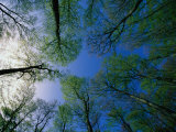 Deciduous Forest in Spring,, Sweden