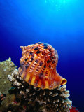 Buy Triton Shell Perched on Thomas Reef, Tiran Island, Egypt at AllPosters.com