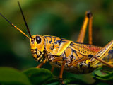 Grasshopper in Florida Everglades, Everglades National Park, Florida, USA