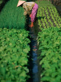 Buy Woman Tending Market Garden, Nha Trang, Khanh Hoa, Vietnam at AllPosters.com